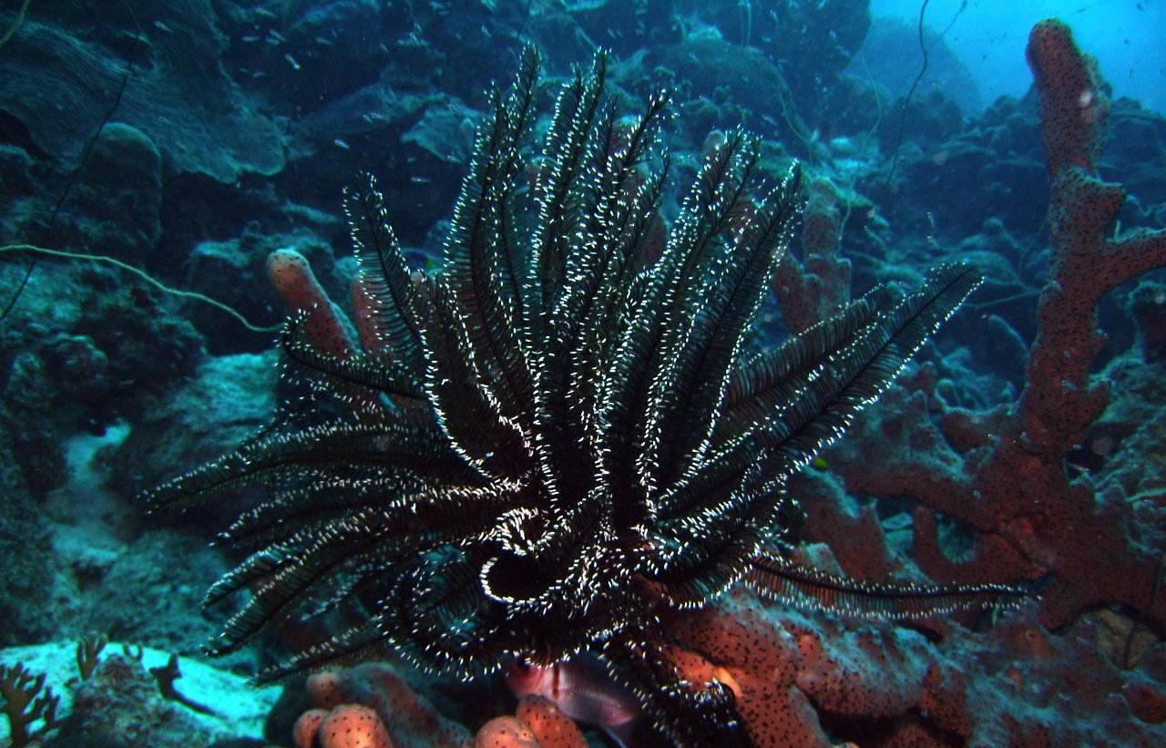 Карал врагов. Черный коралл Кишечнополостные. Коралл аккабар. Коралловые полипы черные кораллы. Чёрные кораллы антипатарии.